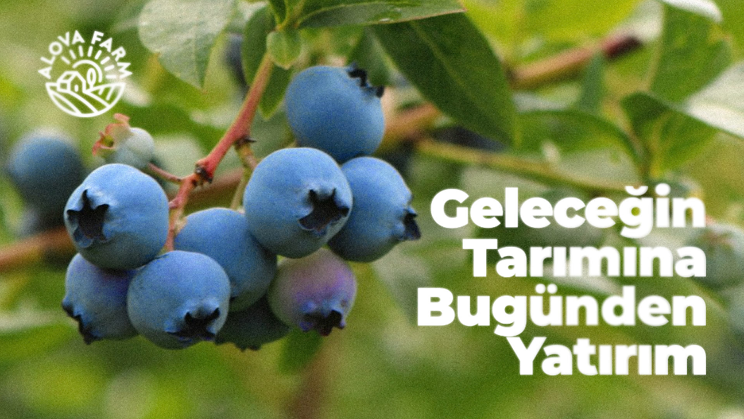 Geleceğin Tarımına Bugünden Yatırım — Alova Farm
